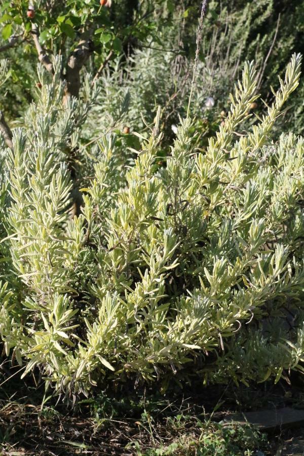 Agriturismo Tinti مونتيانو المظهر الخارجي الصورة